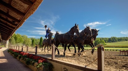 Excursion to Gödöllő and Lazar Brothers Equestrian Park
