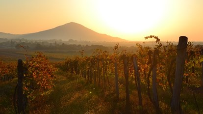 From grapes to wine.