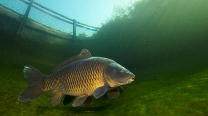 Private fishing